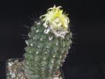 Copiapoa spec.